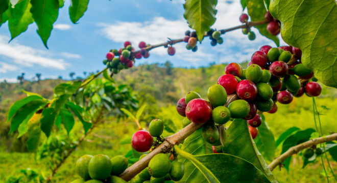 Czy wszystkie gatunki kawy są takie same?