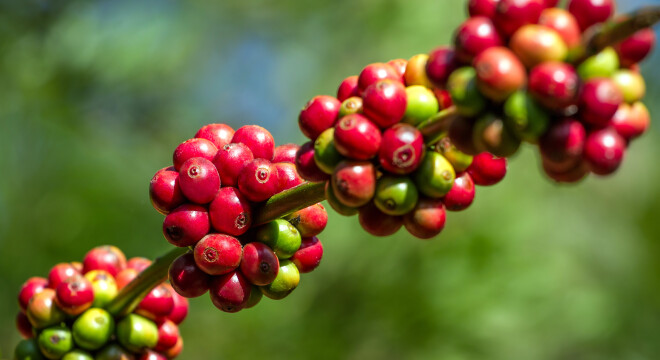 Robusta - kawa dla spragnionych mocy?