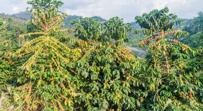 Kawa maja - Kolumbia Excelso Medellin