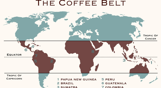 Wszystko o uprawie kawy na świecie: Jak i gdzie rośnie kawowiec?