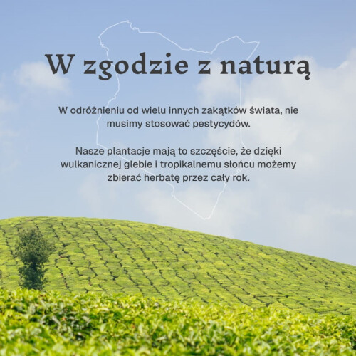 Kericho Gold – Czarna Herbata Kenijska 50 okrągłych torebek